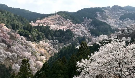 吉野の桜